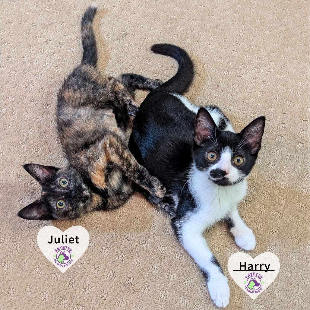 Harry (Adopt with Juliet)
