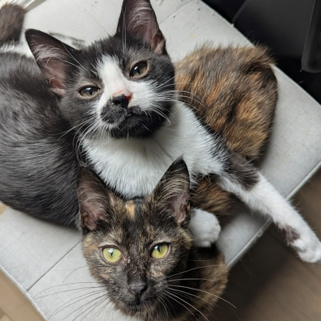 Harry (Adopt with Juliet)