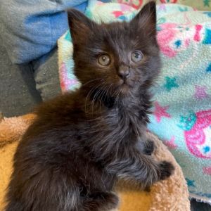 Teddi is a silky soft sweetheart who loves to cuddle and just be with you Shes low-energy but stil