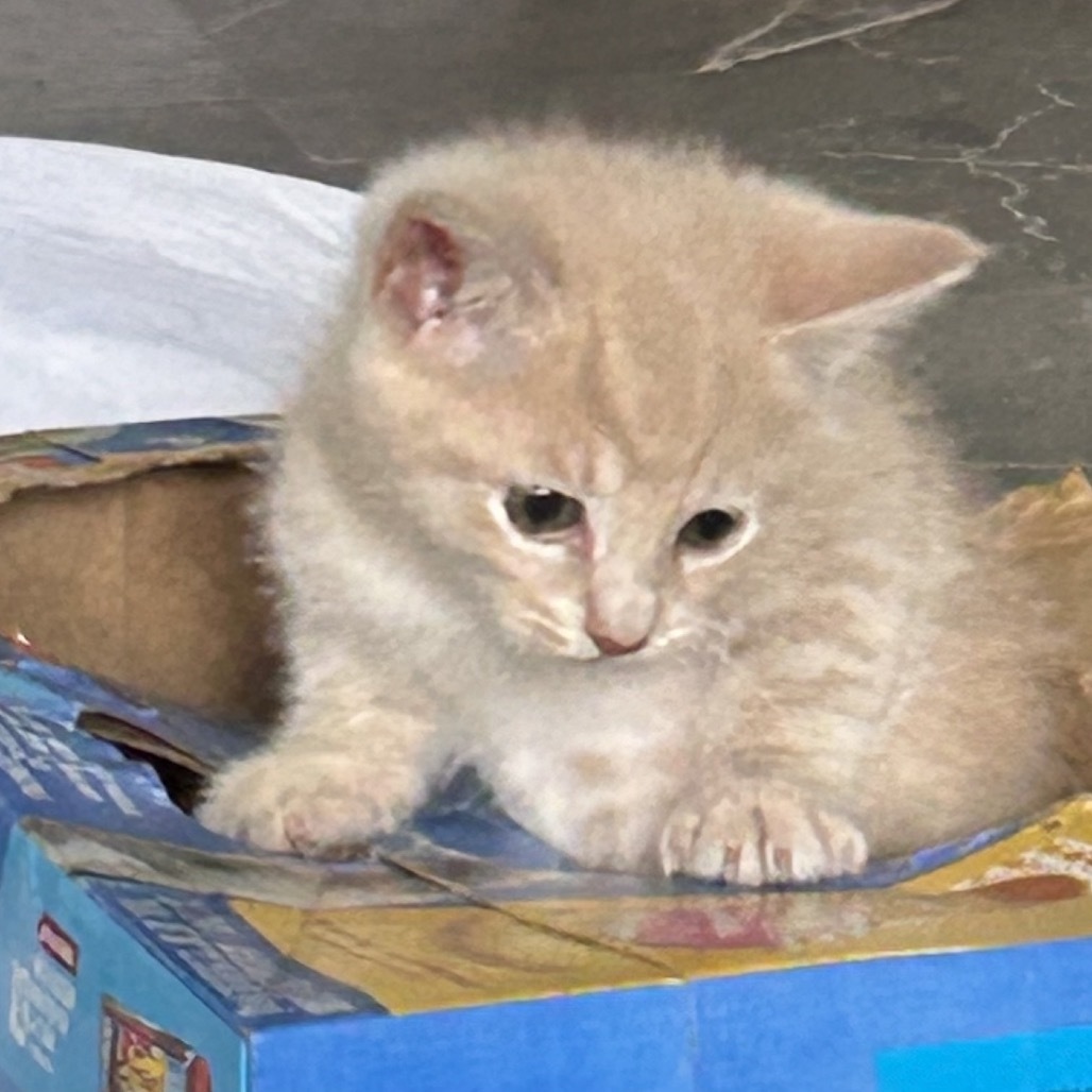 Disco (adopt with Jiji)