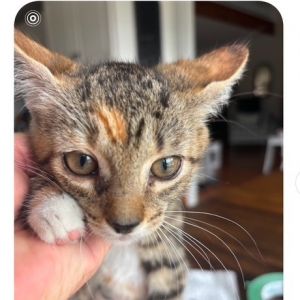 Mickey, Baby Female Domestic Short Hair