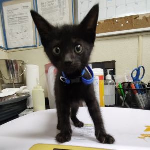 Airheads, Baby Male Domestic Short Hair