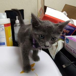 3 Musketeers, Baby Male Domestic Short Hair