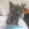 3 Musketeers photo 3