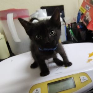Heath Bar, Baby Male Domestic Short Hair