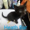 Heath Bar photo 3