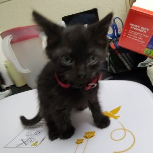Butterfingers, Baby Male Domestic Short Hair