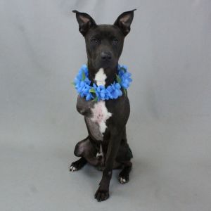 Bangle, Adult Male American Staffordshire Terrier