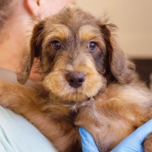 Burt 21520, Baby Male Poodle