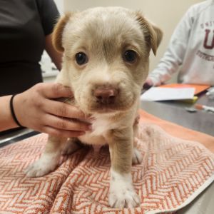 Leo 21522, Baby Male Cocker Spaniel