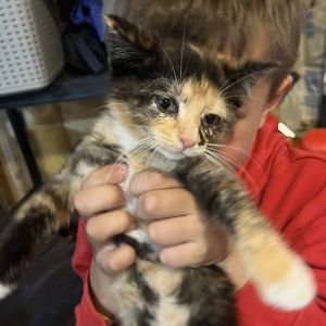 Herminey, Baby Female Domestic Short Hair