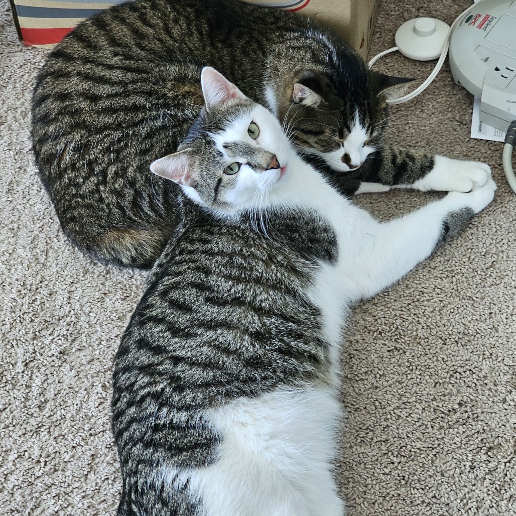 Cat A