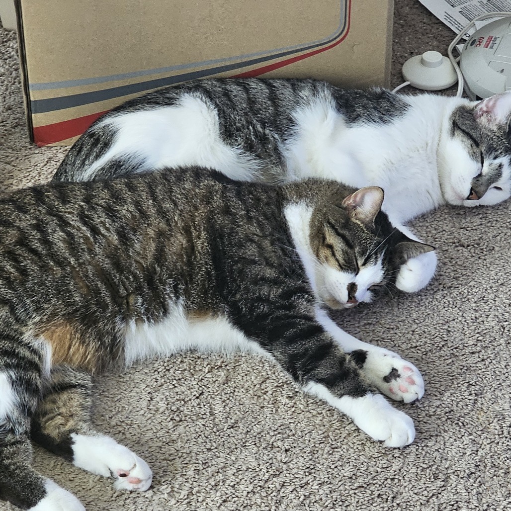 Cat A