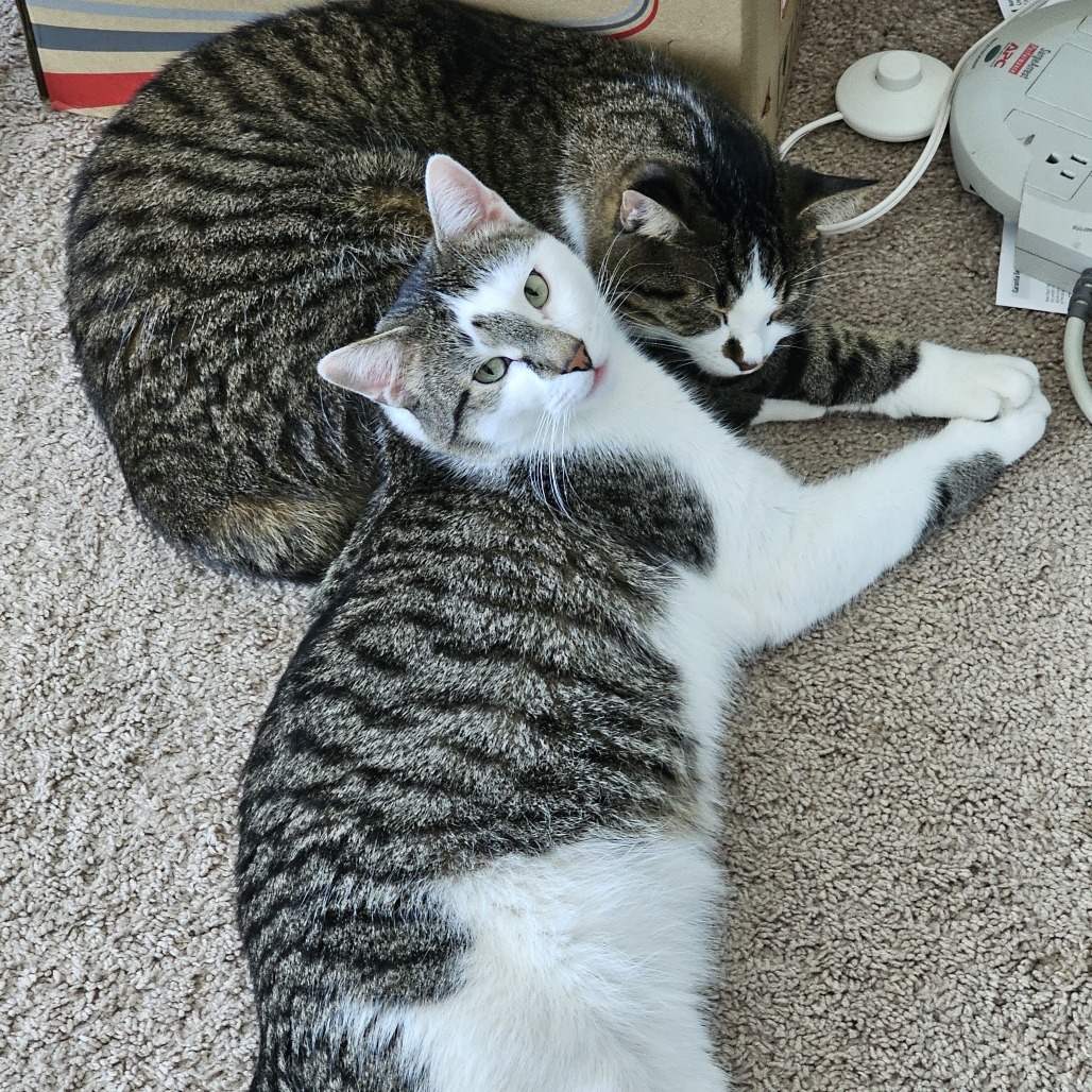 Cat A