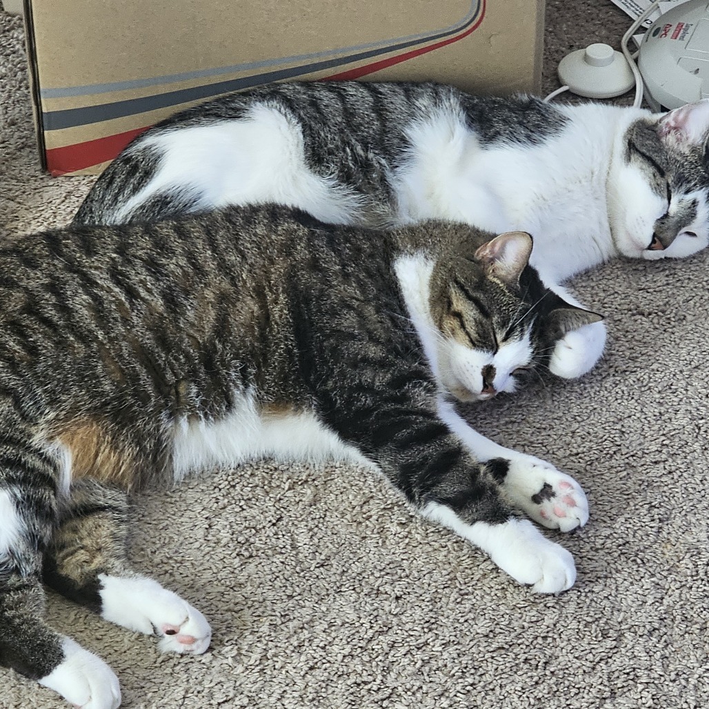 Cat A