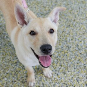 Kele, Adult Female Shepherd