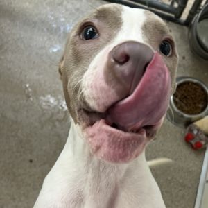 Gulliver, Young Male Pit Bull Terrier