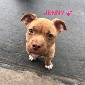 Jenny, Baby Female Pit Bull Terrier