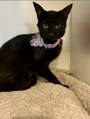 Bee, Adult Female Domestic Short Hair