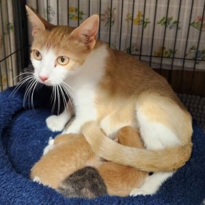 Itty Bitty, Adult Female Domestic Short Hair