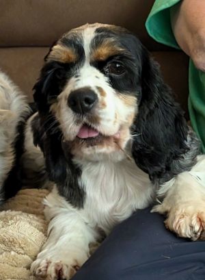 Sadie, Adult Female Cocker Spaniel