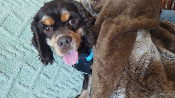 Toffee