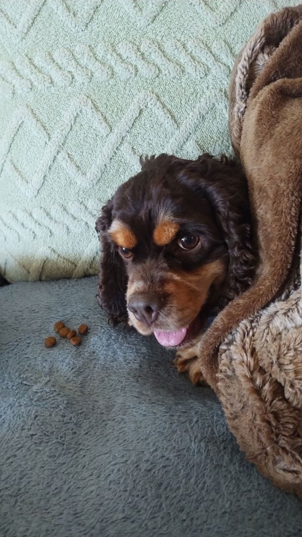 Toffee thumbnail 2