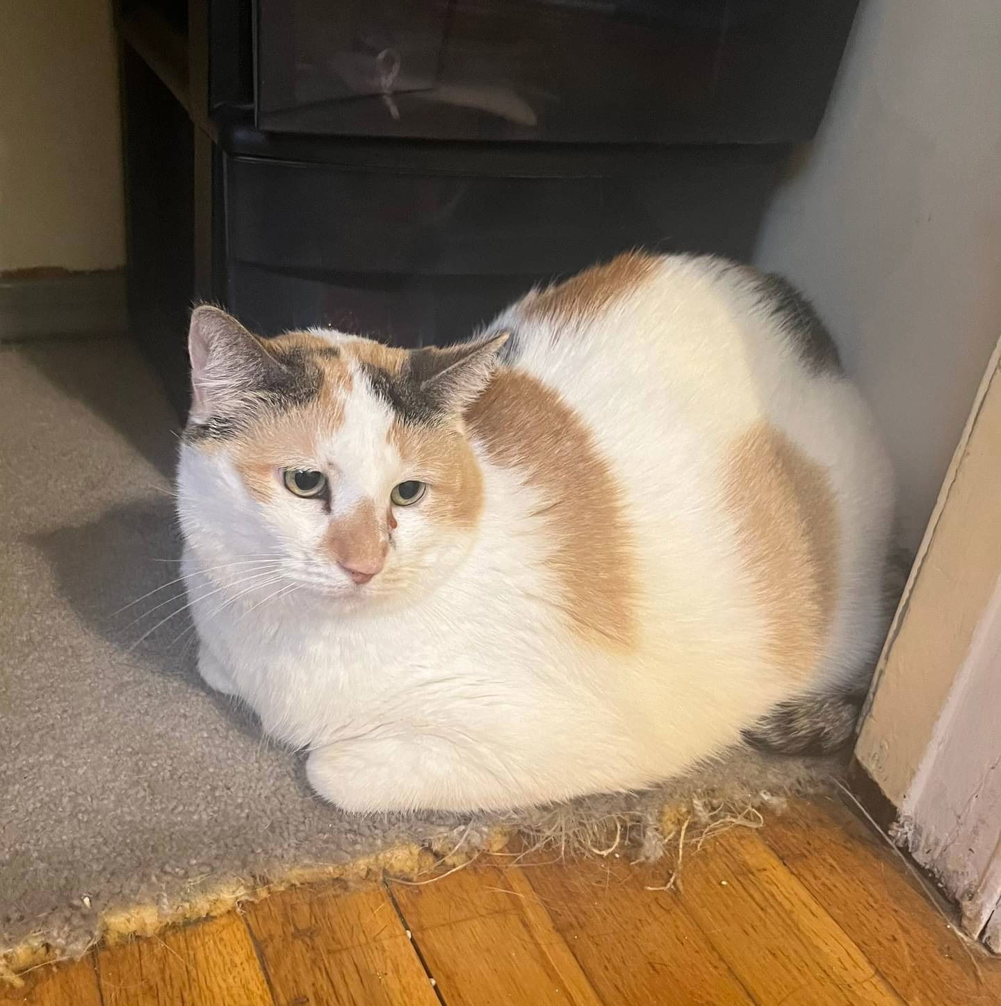 Sophie