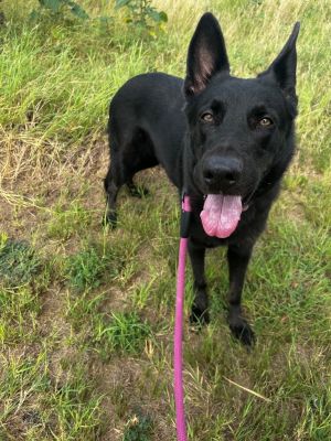 Bianca (Blackie), Adult Female German Shepherd Dog