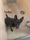Bianca (Blackie) photo 2