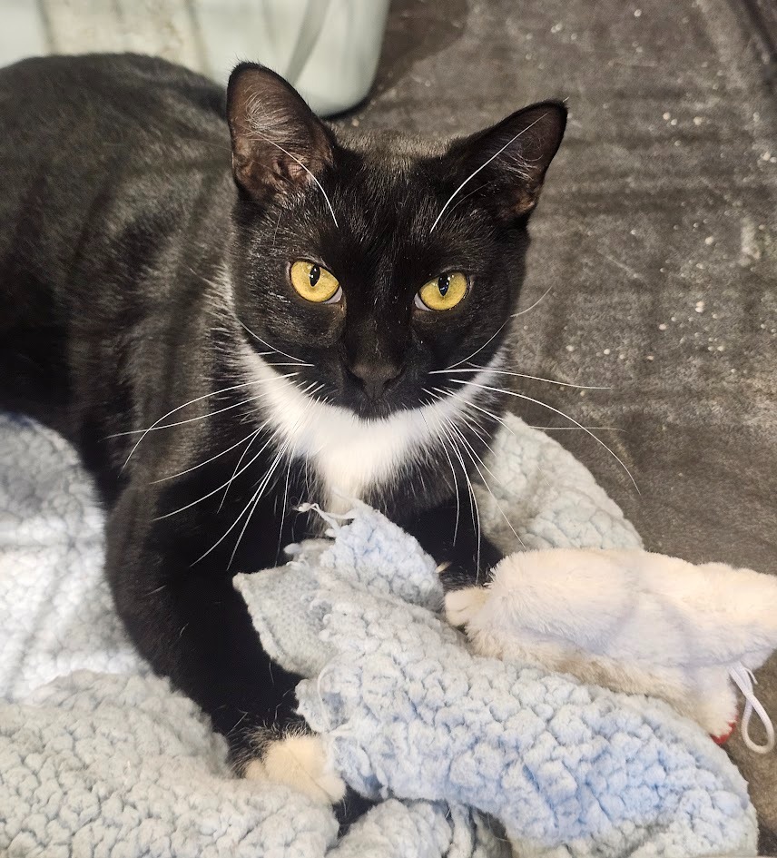 Perry, an adoptable Domestic Short Hair in St. Cloud, MN, 56301 | Photo Image 1