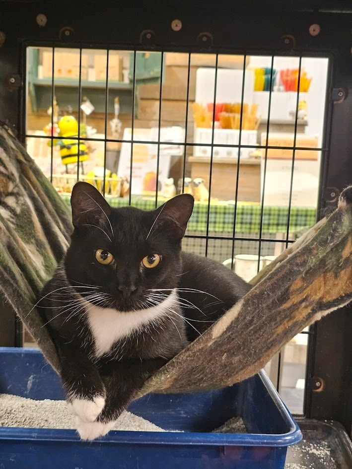 Perry, an adoptable Domestic Short Hair in St. Cloud, MN, 56301 | Photo Image 2