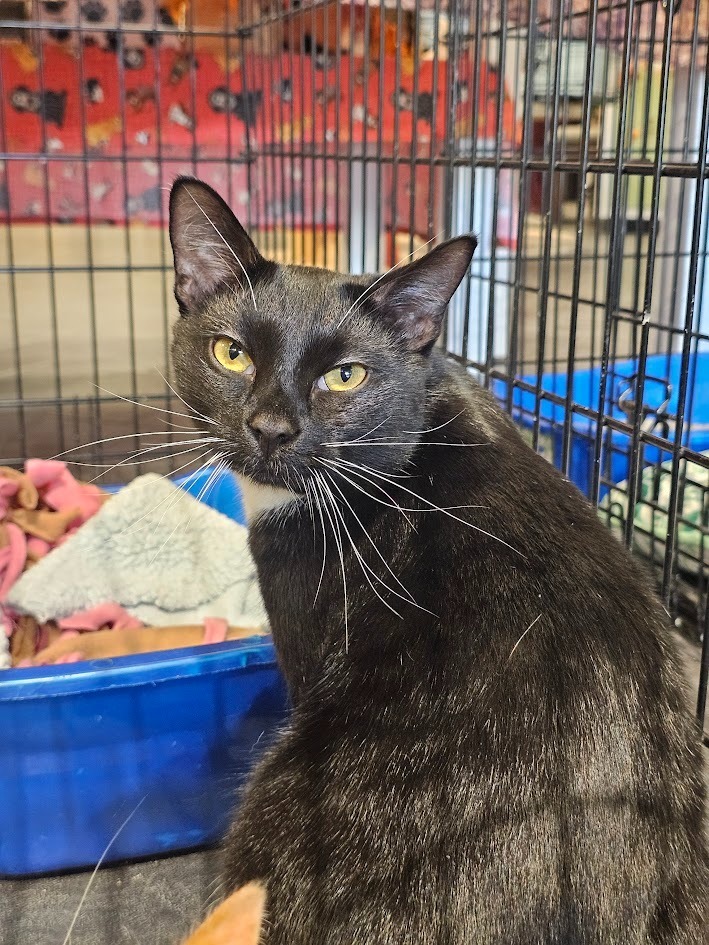 Perry, an adoptable Domestic Short Hair in St. Cloud, MN, 56301 | Photo Image 3