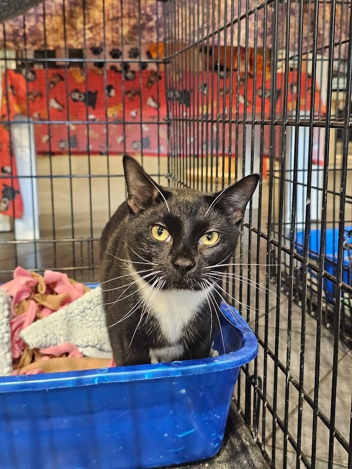 Perry, an adoptable Domestic Short Hair in St. Cloud, MN, 56301 | Photo Image 4