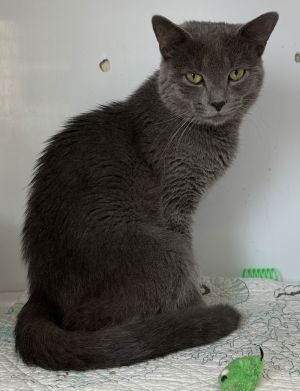 Woodsy, Young Male Domestic Short Hair
