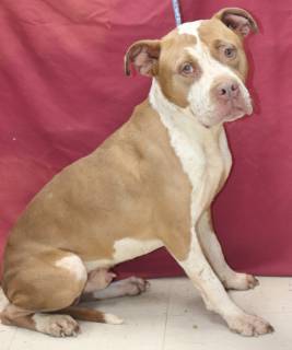 Simba, Adult Male Staffordshire Bull Terrier