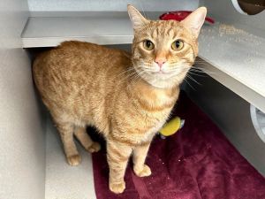 Simba Domestic Short Hair Cat