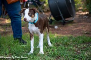 George, Baby Male Australian Shepherd