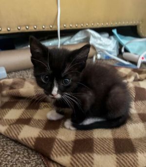 Jesse, Baby Male Domestic Short Hair