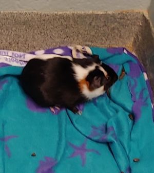 Squad Goals 4, Adult Male Guinea Pig