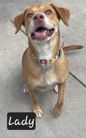 Lady, Adult Female Labrador Retriever