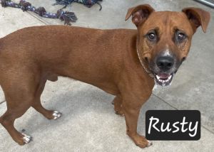 Rusty, Adult Male Black Mouth Cur
