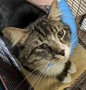Primary Color Brown Tabby Secondary Color White Weight 116lbs