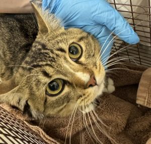 Primary Color Brown Tabby Secondary Color White Weight 87lbs