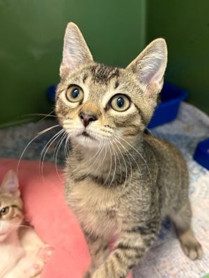 Cameron, Baby Male Domestic Short Hair