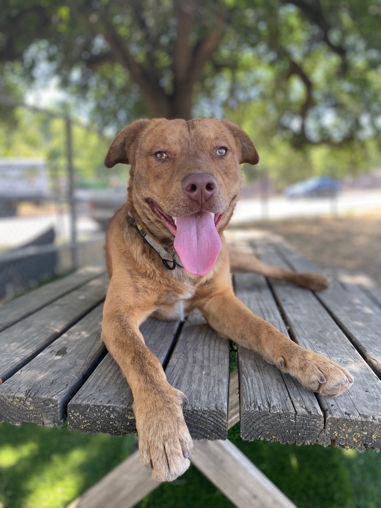 Cinnamon