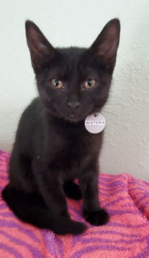 Wisteria, Baby Female Domestic Short Hair