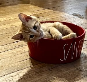 Daisy, Baby Female Domestic Short Hair