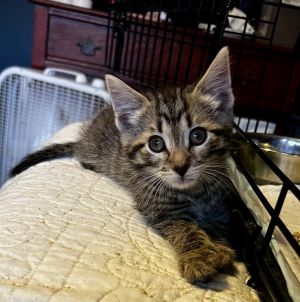 George, Baby Male Domestic Short Hair