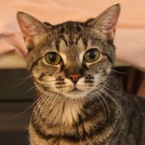 Noodles Domestic Short Hair Cat